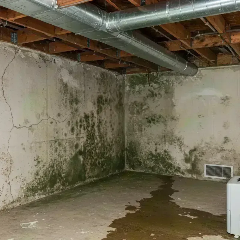 Professional Mold Removal in Vine Grove, KY